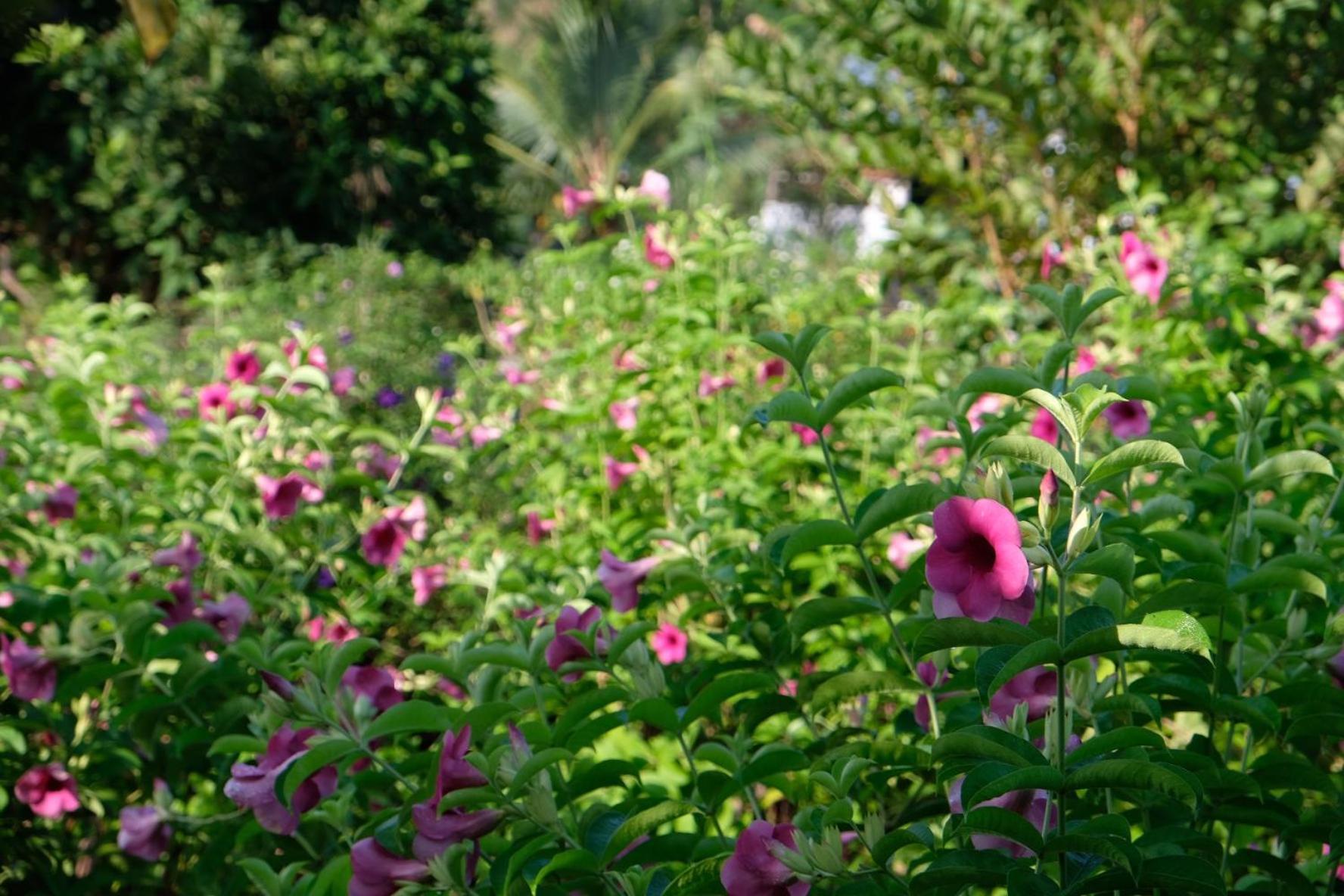 Bungalow - Farmstay Hoa Rung U Minh Ca Mau Экстерьер фото